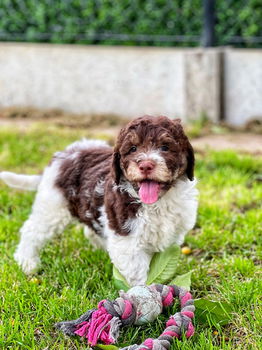 Italiaanse waterhond puppies te koop - 4
