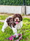 Italiaanse waterhond puppies te koop - 4 - Thumbnail