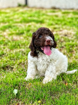 Italiaanse waterhond puppies te koop - 5
