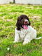 Italiaanse waterhond puppies te koop - 5 - Thumbnail