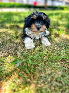 Hier geboren Havanezer puppies te koop