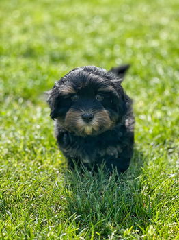 Hier geboren Havanezer puppies te koop - 1