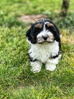 Hier geboren Havanezer puppies te koop - 2