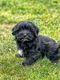 Hier geboren Havanezer puppies te koop - 3 - Thumbnail