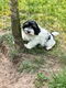 Hier geboren Havanezer puppies te koop - 4 - Thumbnail