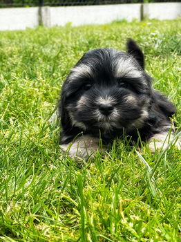 Hier geboren Havanezer puppies te koop - 6
