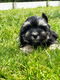 Hier geboren Havanezer puppies te koop - 6 - Thumbnail