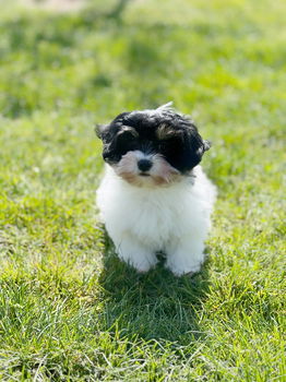 Hier geboren Havanezer puppies te koop - 7