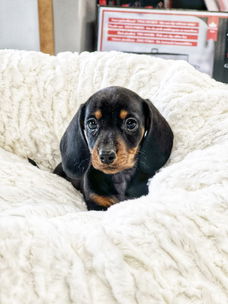 Teckel puppies hier geboren