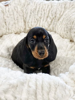 Teckel puppies hier geboren - 1