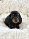 Teckel puppies hier geboren - 1 - Thumbnail