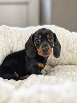 Teckel puppies hier geboren - 2