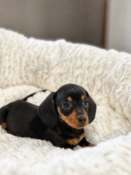 Teckel puppies hier geboren - 3
