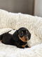 Teckel puppies hier geboren - 3 - Thumbnail