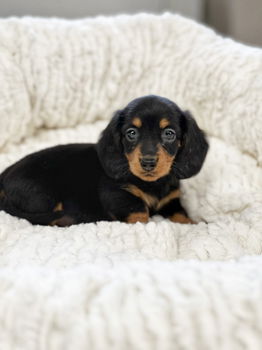 Teckel puppies hier geboren - 4