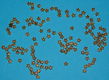 Ster kraal, goudkleurig, 4,5mm - 0 - Thumbnail