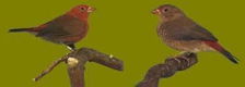 Te koop prachtig Koppel vuurvinken - 4 - Thumbnail