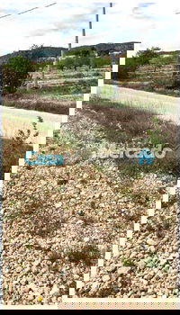 Spanje, Pinoso, Alicante: Bouwkavel van 10.000m2 - 4