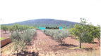 Spanje, Pinoso/Yecla Investering : Finca van 800 m² met 37 voetbalvelden, - 0 - Thumbnail