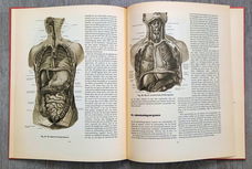 Anatomische atlas voor opleiding verplegenden en EHBO