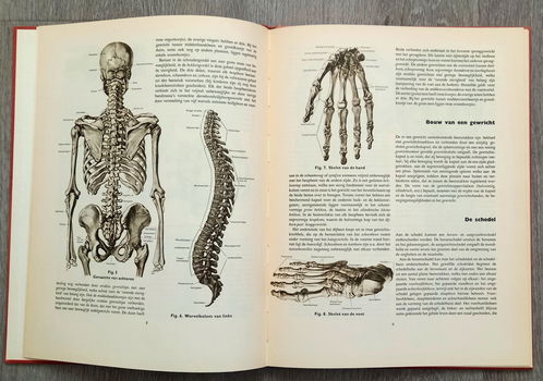 Anatomische atlas voor opleiding verplegenden en EHBO - 4