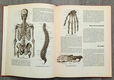 Anatomische atlas voor opleiding verplegenden en EHBO - 4 - Thumbnail