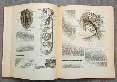 Anatomische atlas voor opleiding verplegenden en EHBO - 5