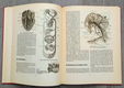 Anatomische atlas voor opleiding verplegenden en EHBO - 5 - Thumbnail