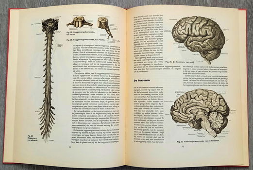 Anatomische atlas voor opleiding verplegenden en EHBO - 6
