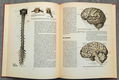 Anatomische atlas voor opleiding verplegenden en EHBO - 6 - Thumbnail