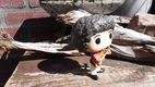 Funko pop Greg Brady V - 3 - Thumbnail
