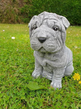 puppy , shar-pei , tuinbeeld - 0