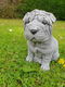 puppy , shar-pei , tuinbeeld - 0 - Thumbnail