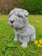 puppy , shar-pei , tuinbeeld - 1 - Thumbnail