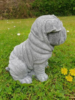 puppy , shar-pei , tuinbeeld - 2