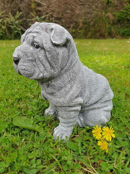 puppy , shar-pei , tuinbeeld - 3