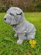 puppy , shar-pei , tuinbeeld - 3 - Thumbnail