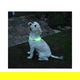USB oplaadbare led verlichtingsbuis voor de hond - 0 - Thumbnail