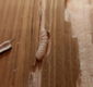 Houtwormbestrijding, Boktorbestrijding - 0 - Thumbnail