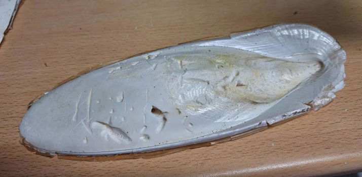 Te koop 17 grote stukken zeeschuim (Ossa sepia). - 3