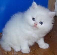 Perzische kittens ter adoptie