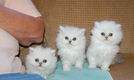 Gezonde Perzische kittens ter adoptie - 0 - Thumbnail