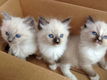 Ragdoll kittens ter adoptie - 0 - Thumbnail