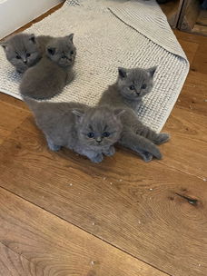 Lieve Britse korthaar kittens