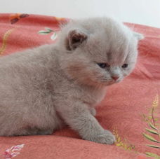 Britse kitten