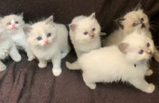 Ragdoll kittens te koop