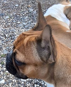 Franse bulldog raszuiver (lichamelijk/genetisch getest)