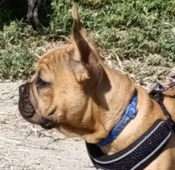 Franse bulldog raszuiver (lichamelijk/genetisch getest) - 1
