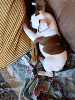 Franse bulldog raszuiver (lichamelijk/genetisch getest) - 3
