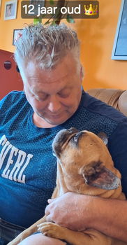 Franse bulldog raszuiver (lichamelijk/genetisch getest) - 6